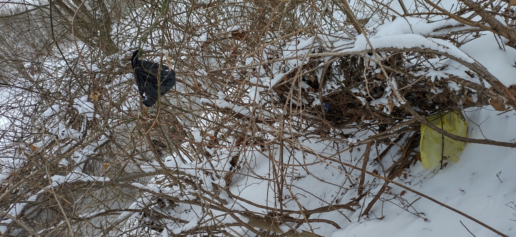 Documenting the Litter Problem